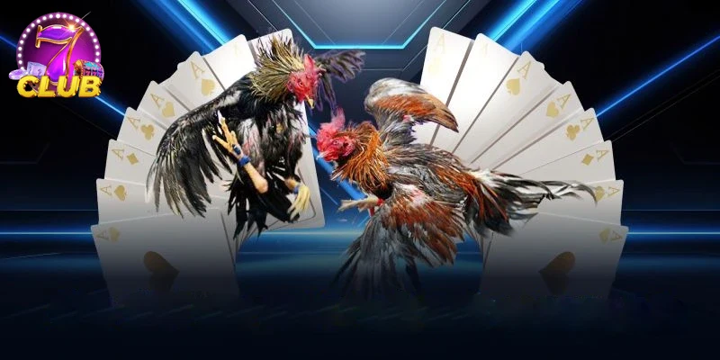 Khuyến mãi hấp dẫn cho người chơi đá gà