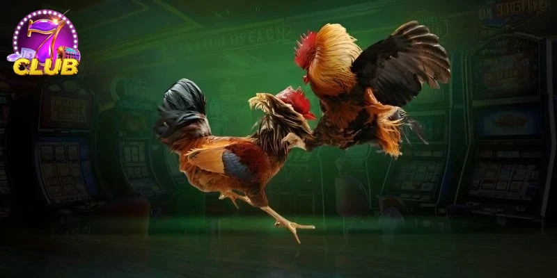 Trải nghiệm người dùng chuyên nghiệp đá gà