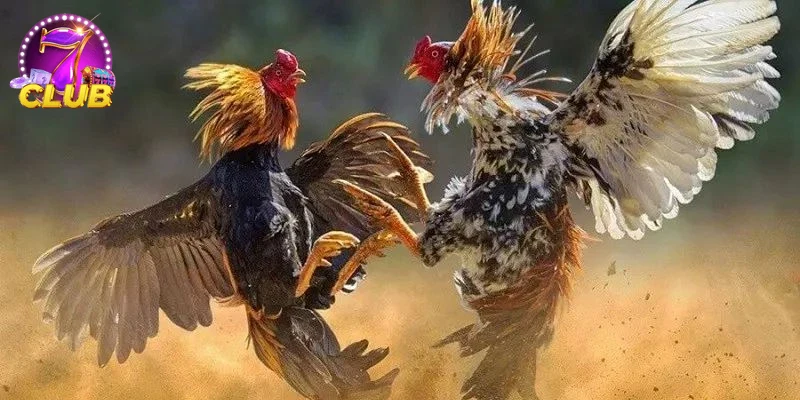 Hình ảnh chương trình khuyến mãi nổi bật các trang đá gà đăng tải