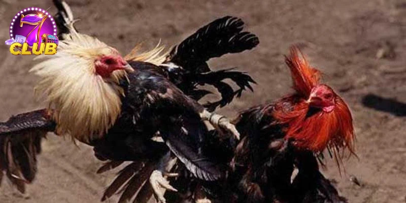 Minh họa người chơi trải nghiệm dịch vụ đá gà trực tuyến an toàn